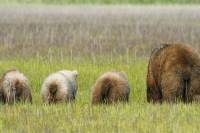 Cub and mum butts